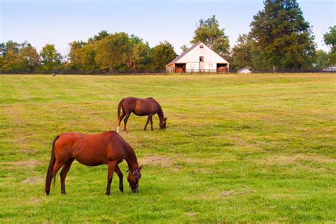 The Best Live Kentucky Bluegrass Music Venues And Attractions