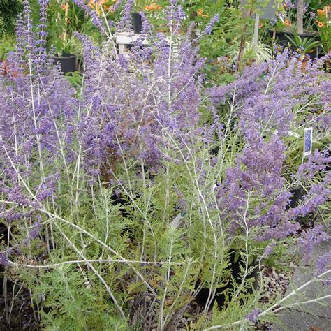 Dwarf Russian sage 'Blue Spritzer' (Perovskia Atriplicifolia) - Davenport Garden Centre