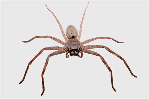 File:Huntsman spider grey bg04.jpg - Wikimedia Commons