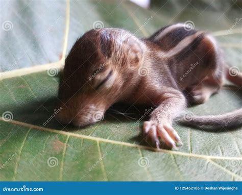 Baby Squirrel Sleeping on a Leave Stock Photo - Image of food, father ...