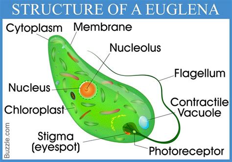 Enrich Your Mind With These Mindblowing Euglena Facts | Cell biology ...