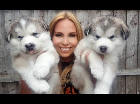 Alaskan Malamute Puppies For Sale In Canada / Alaskan Malamute Puppies For Sale Adoptapet Com ...