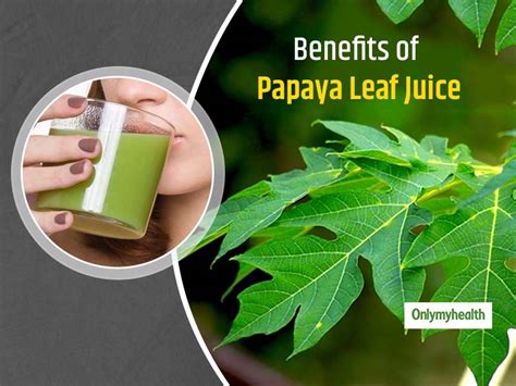 Papaya Leaves Can Fight Dengue, Know All Benefits Of Drinking Papaya Leaf Juice | OnlyMyHealth