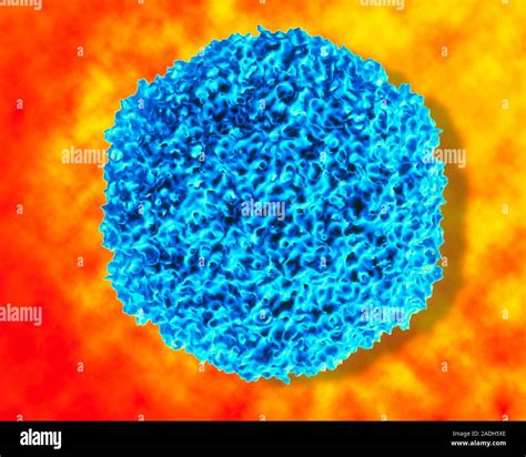 Rhinovirus. Molecular artwork showing the surface structure of a single ...