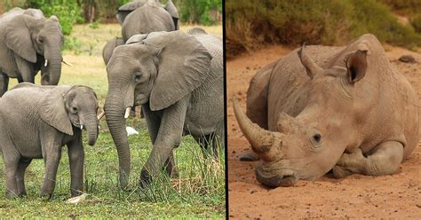 Elephant and Rhino Populations Boost After Poaching Crack Down | 22W