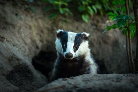 Badger Symbolism & Meaning & the Badger Spirit Animal UniGuide