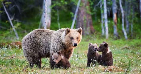 Finland named the best destination for wildlife travel - Mirror Online