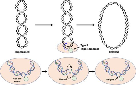 Chapter 9: DNA Replication - Chemistry