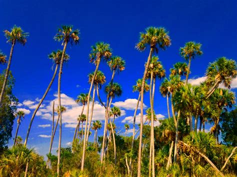 Tallest palm tree in florida? - DISCUSSING PALM TREES WORLDWIDE - PalmTalk