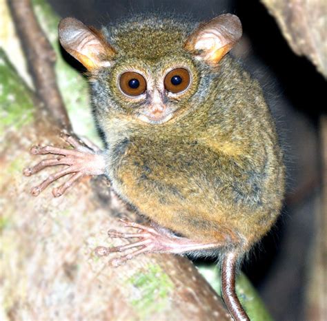 Two New Species of Tarsiers Discovered in Indonesia | Biology | Sci-News.com