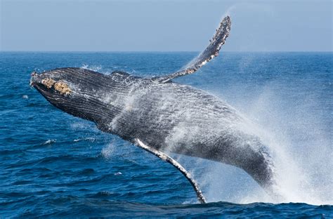 Monterey Bay Wildlife – Blue Ocean Whale Watching