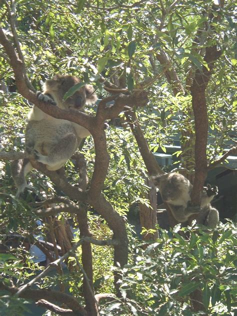 Koalas Taronga Zoo (Sydney) | Koalas in Traonga Zoo, Sydney.… | Flickr