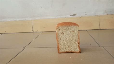 Pieces of bread falling over Meme Challenge. - YouTube