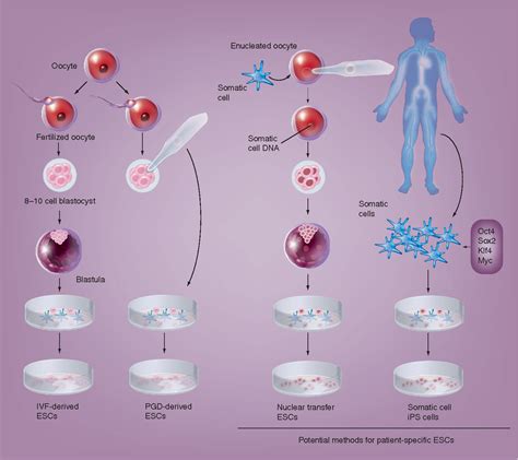 Figure 1 from Induced pluripotent stem cells in regenerative medicine ...