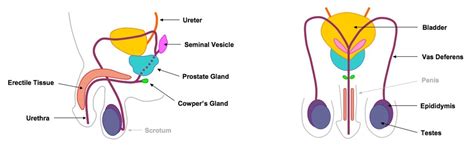 Male Reproductive System Labeled - ClipArt Best