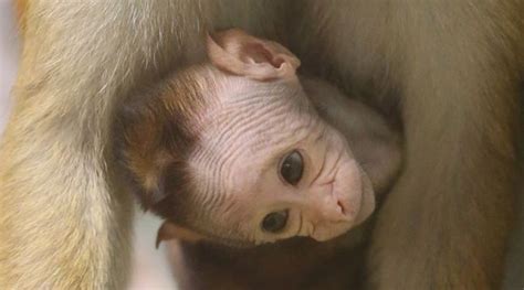 Photos: Baby macaque born at Berlin Zoo | Moño para bebe, Moños, Foto