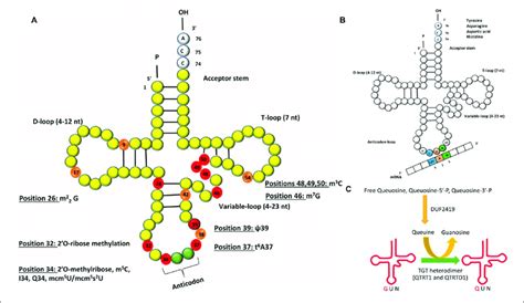 | (A) Schematic representation of the secondary structure of transfer... | Download Scientific ...