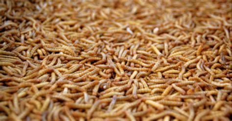 Maggots used to treat wounds that won't heal | KBIA