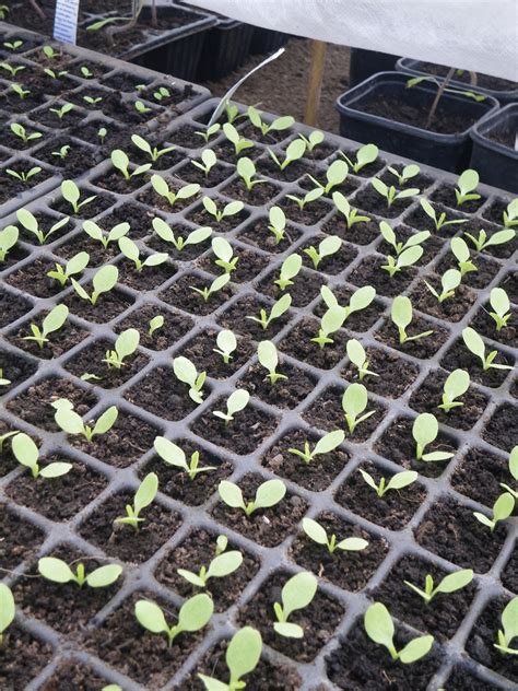 Learning in Cloughjordan: Update On Sowing Lettuce Seeds In Trays