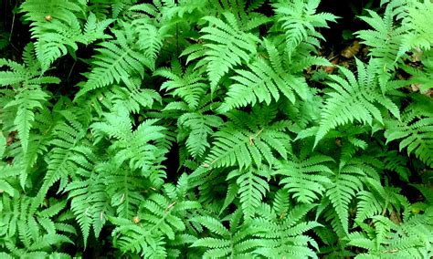 Maps – pteridophytes.lu