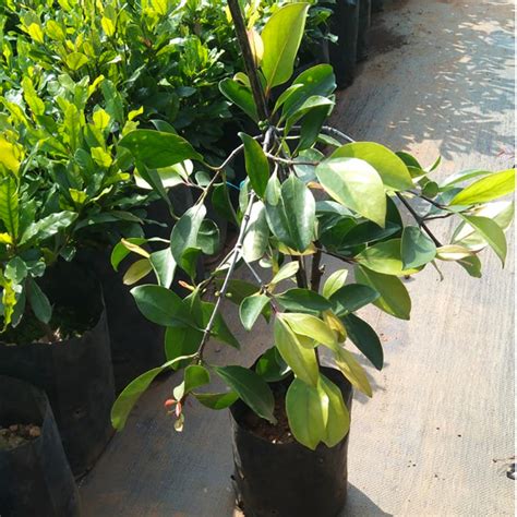 Buy Sweet Kokum (Garcinia indica) Fruit Plant | Kerala Nursery