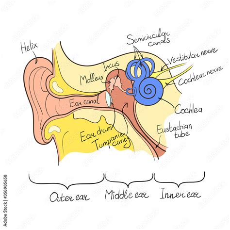 ear anatomy outline vector illustration Stock Vector | Adobe Stock