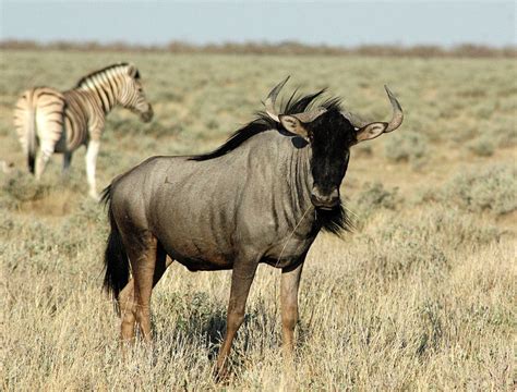 The Wildebeest | Interesting Animal All Amazing Facts | The Wildlife