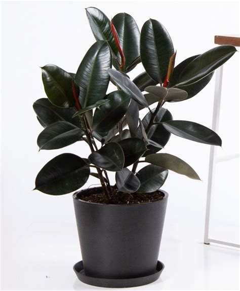 Ficus Black Prince Rubber Plant - Buy Plants & Handicrafts Online At Lowest Price In India ...