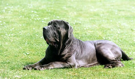 Neapolitan Mastiff Info, Temperament, Puppies, Pictures