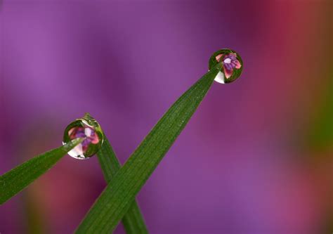 Dew drop -- Macro in photography-on-the.net forums