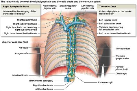 Thoracic duct anatomy, thoracic duct drainage & function