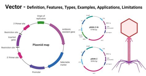 Vector: Features, Types, Examples, Uses, Diagram