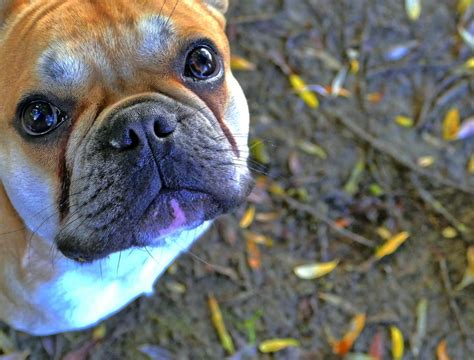 French Bulldog Training Tips & Tricks | Canna-Pet®