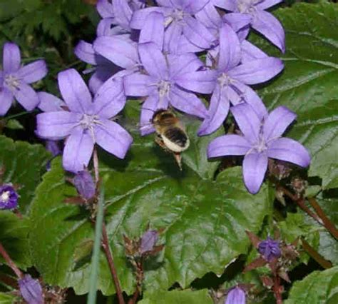 Shady-area plants for bees Bee Friendly Plants, Shade Garden Plants ...