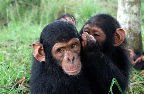 Can Chimpanzees Communicate with Humans? | Chimpanzee Trekking