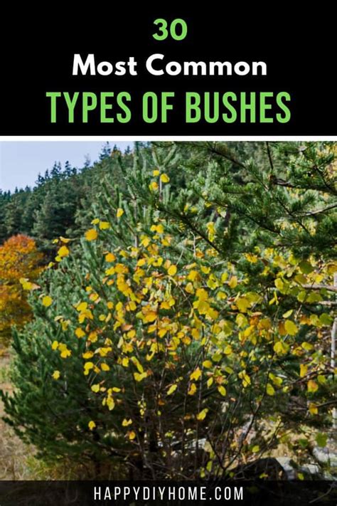 30 Most Common Types of Bushes | Happy DIY Home