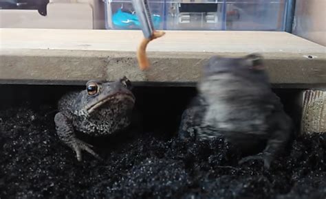 Toad Feeding Session: Do these toads want to share their lunch? – The ...