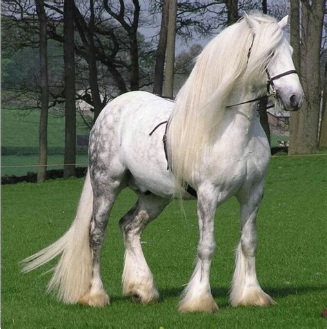 Caballo Percheron | Horses, Horse breeds, Fell pony