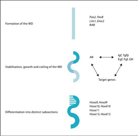 Figure 3 from Regulation of Wolffian Duct Development | Semantic Scholar