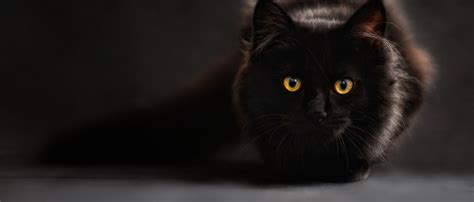 Black Cat Day #BlackCatDay - Cat-Opedia