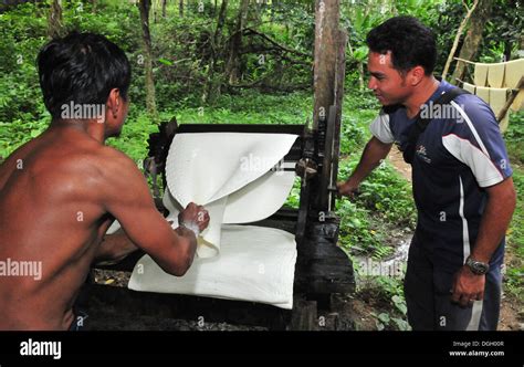 The production process of natural rubber in Thailand Stock Photo - Alamy