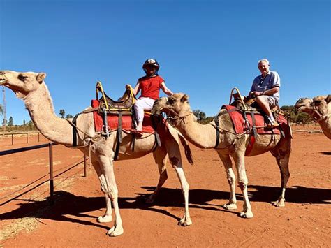 Uluru Camel Tours (Yulara) - 2019 All You Need to Know BEFORE You Go ...