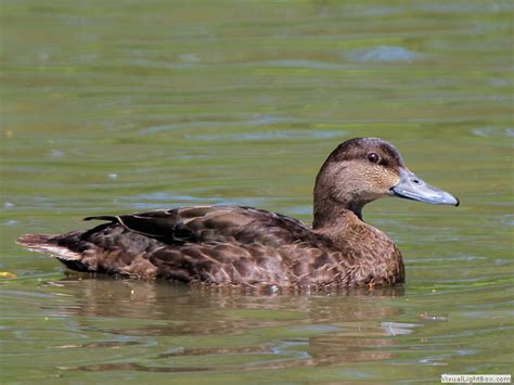 Wildfowl Identification - Dabbling Duck Identification - Wildfowl ...