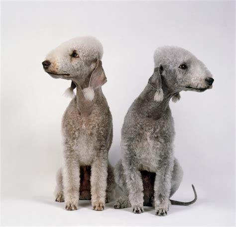 Bedlington Terrier - Temperament, Lifespan, Shedding, Puppy