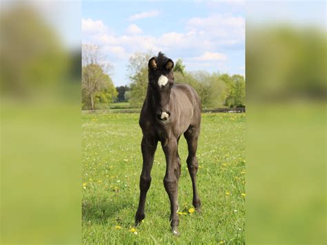 Belgian Warmblood Stallion Foal (01/2024) Black in Rocherath