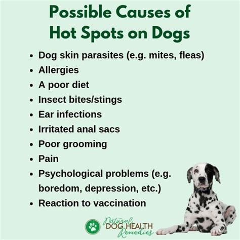 Dog Hot Spots - Causes, Symptoms, Treatment, Prevention