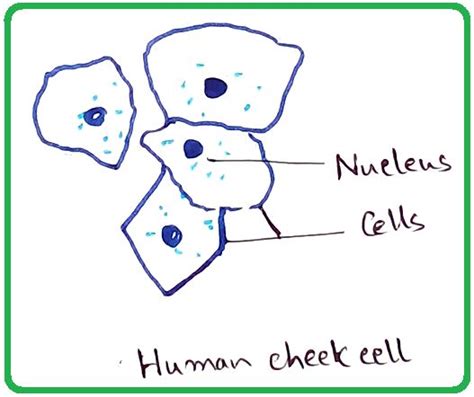 Human Cheek Cells Under the Microscope | Haematoxylin | Cell Membrane