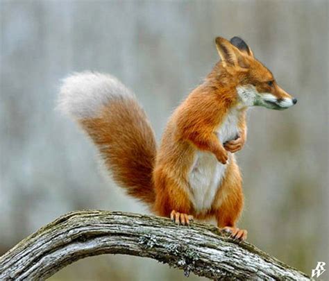 I’m Just Going to Leave these Photoshopped Animal Hybrids Here (17 Photos) » TwistedSifter