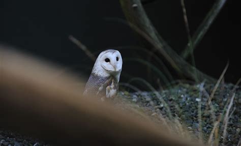 Wingspan Birds of Prey Gallery | Barn Owl