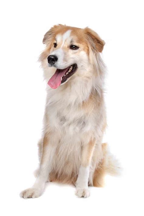 Facts you need to know about the Border Collie Golden Retriever mix ...